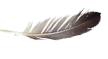 feather 1